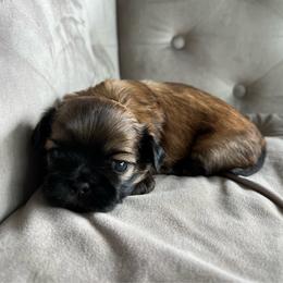 Blossom - Black and tan female Shih Tzu puppy in Fair Grove, Missouri from Hilltop Shih Tzus