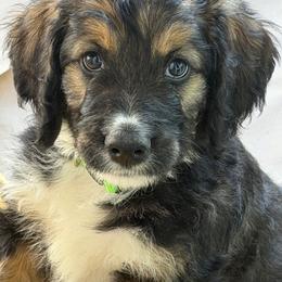 Presley - Tri-color female Bernedoodle puppy in Phelan, California from PuppyPaws4U