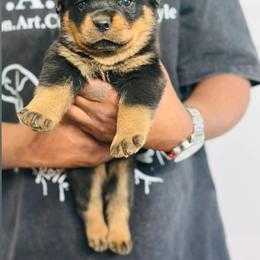 Female 3 - Black and mahogany female Rottweiler puppy in Humble, Texas from Inexorable Haus Early Rotts