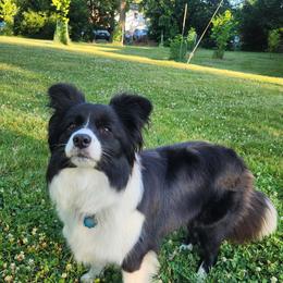 Lady - Border Collie
