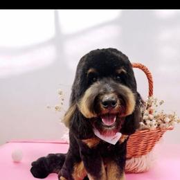 Bernedoodle and Goldendoodle Puppies from Pecks Oodle Doodles