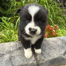 Nebula - Black and white female Pomsky puppy in Ravena, New York from Osiris’s Siberians & Pomskies