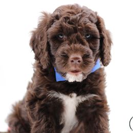 Springerdoodle puppies from Family Raised Doodles