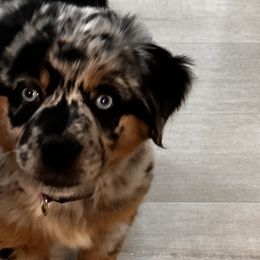 Aussiedoodles, Miniature Australian Shepherds, and Toy Australian Shepherds from Forever Aussies and A Doodle