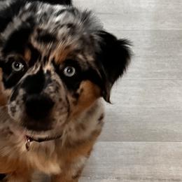 Aussiedoodles, Miniature Australian Shepherds, and Toy Australian Shepherds from Forever Aussies and A Doodle