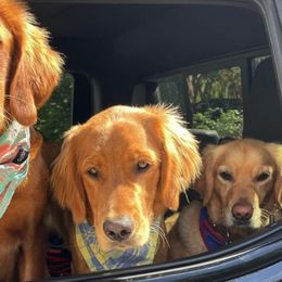 Golden Retrievers from Leelanau Goldens of Golden Ridge Retreat