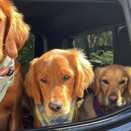 Golden Retrievers from Leelanau Goldens of Golden Ridge Retreat