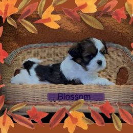 Blossom - Black and white female Companion Cross puppy in Fresno, Texas from Leslie’s Shih Tzus