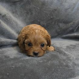 Wilma - Red female Cavapoo puppy in Copan, Oklahoma from Tatums cavapoos