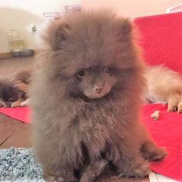 Pomeranian Puppies from PawSitive Therapy Pomeranians
