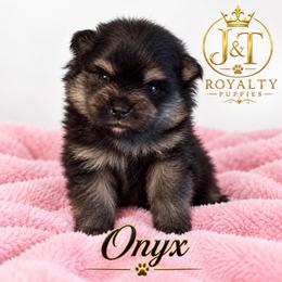 Onyx - Black and tan female Pomeranian puppy in New Oxford, Pennsylvania from JT Royalty Puppies PA