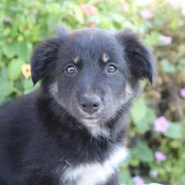 Nessa - Black tri-color female Australian Shepherd puppy in Hillsboro, Ohio from Sugar Grove Farms