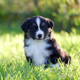 Btf2 - Black tri female Miniature American Shepherd puppy in Stephenville, Texas from Diamond H Aussies