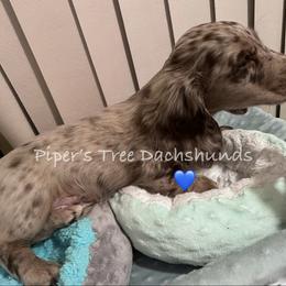 Dachshund Puppies from Piper’s Tree Dachshunds
