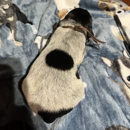 Bo - Black roan male German Shorthaired Pointer puppy in Jackson, Georgia from Tiner GSP’s LLC