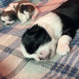 Shih Tzu Puppies from Simply Shih Tzu