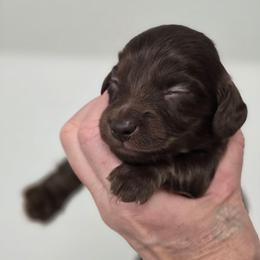Hershey - Chocolate male Dachshund puppy in Nine Mile Falls, Washington from River Run Doxies