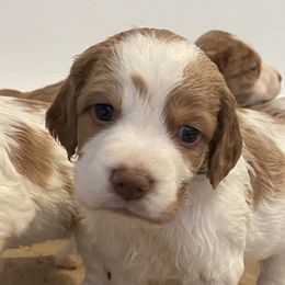 Brittanys, Miniature American Shepherds, and Russell Terriers from Katelyn M Ford