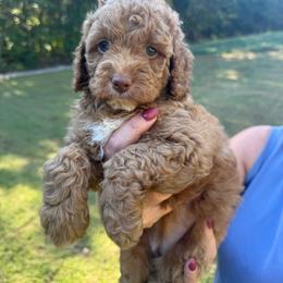Cinnamon - Red and white female Cockapoo puppy in Dahlonega, Georgia from Loveable Cockapoos