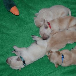 Golden Retriever Puppies from Golden Retriever Street