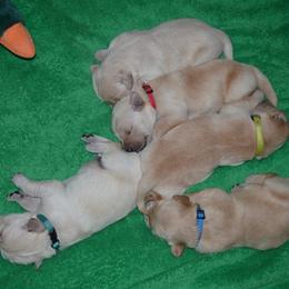 Golden Retriever Puppies from Golden Retriever Street