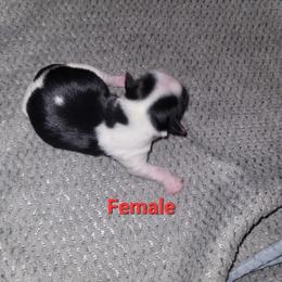 Girl 4 - Parti female Yorkshire Terrier puppy in Adams, North Dakota from Mathiasons Little Barkers