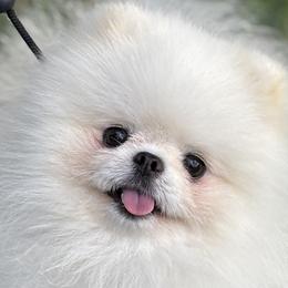 Petey - Pomeranian