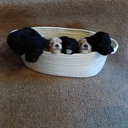 Cavapoo puppies from Carolina Canines