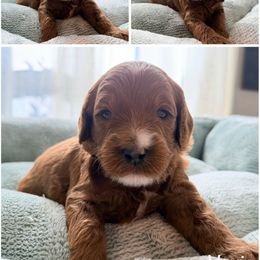 Brown Collar Puppy - Red male Australian Labradoodle puppy in Summerfield, North Carolina from Four Oaks Labradoodles