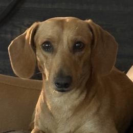 Mac - Dachshund