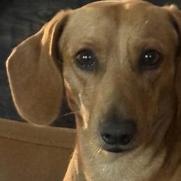 Mac - Dachshund