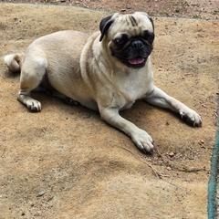 Gabby - Pug