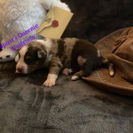 Australian Shepherd Puppies from Spirited Aussies