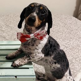 Sora - Dachshund