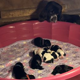 Cocker Spaniel and Saint Bernard Puppies from Hirt House Saints