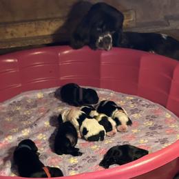 Cocker Spaniel and Saint Bernard Puppies from Hirt House Saints