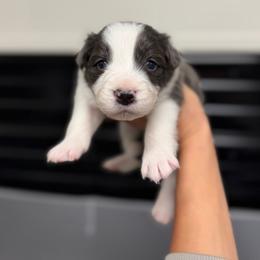 Rogue - Blue male Border Collie puppy in Kalispell, Montana from North Fork Border Collies