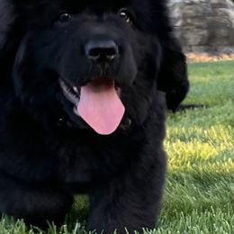 Red Boy - Black male Newfoundland puppy in Richland, Washington from CBN