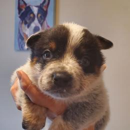 Full mask - Blue speckled male Australian Cattle Dog puppy in Lenoir, North Carolina from Blue Coyote Ranch