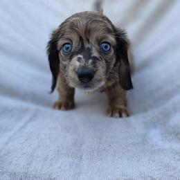 Leia - Dapple female Dachshund puppy in Lady Lake, Florida from Sausage Squad Kennels