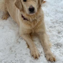 Golden Retriever puppies from Golden Retrievers of South Carolina