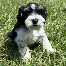 Twilight - White female Miniature Schnauzer puppy in Charlotte, North Carolina from Marley’s Babies