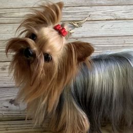Molly - Yorkshire Terrier