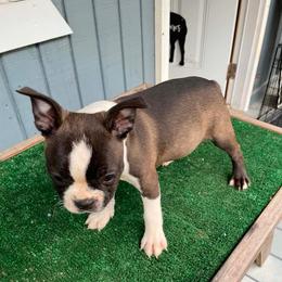 Seal Girl - Seal and white female Boston Terrier puppy in Anderson, South Carolina from Lola’s House of Bostons & Rescue