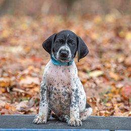 German Shorthaired Pointer and Vizsla Puppies from Nosam Kennels