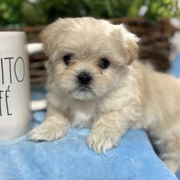 Mal-Shis, Maltese, Shihpoos, and Yorkshire Terriers from Mountain State Puppies