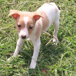 Delilah - White and apricot female Rat Terrier puppy in Shelbyville, Tennessee from Gems Rat Terriers