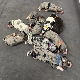 Pink Collar Girl 3000 - Merle female Bernedoodle puppy in Alvin, Texas from JP Southern Doodles