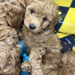 Poodle Puppies from Breahna Snay