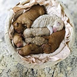 Goldendoodle puppies from Re Family Doodles